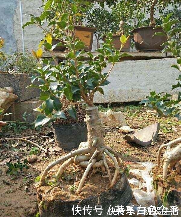 花农把这种花用树桩一嫁接,形状好看了,价格立马涨了几十倍