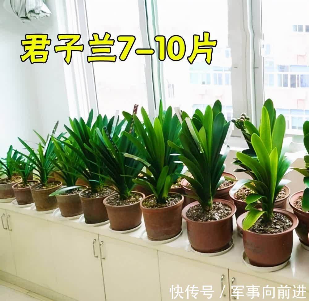 成龄|君子兰冬天要“富养”,2个基础,四个关键,做好就能开大花