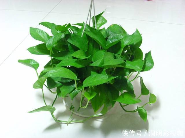 爆盆|抵不住高温花卉全死了,那就剪成“秃秃花”,1个月又重新长爆盆