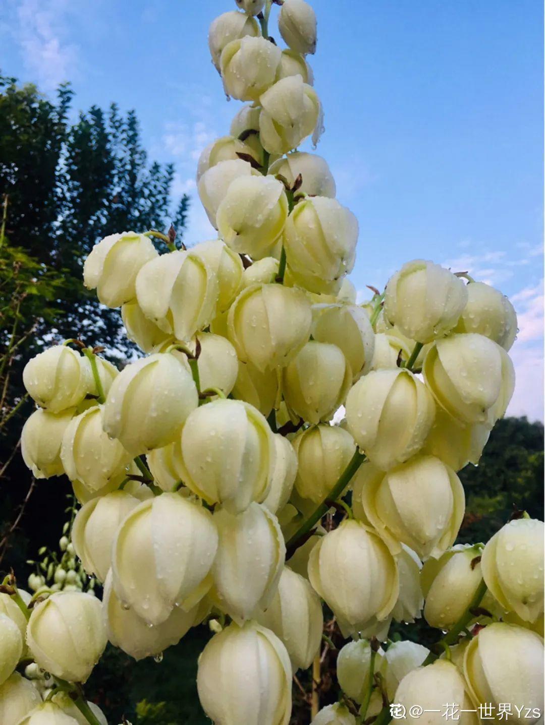 叶子|家里养棵“丑八怪”,霸气镇宅,越养越爱