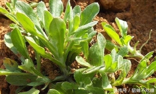 清明|农村这4种野菜,城里人想吃,乡下有个好亲戚也不一定弄到