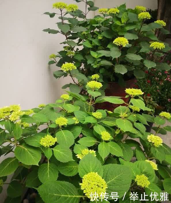 养好绣球花,有“2招”,枝子多花苞多开成花球