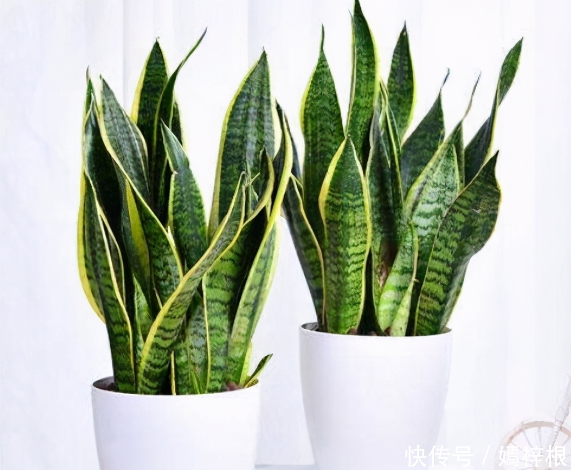 室内养花,10种绿植比花好看,随你挑