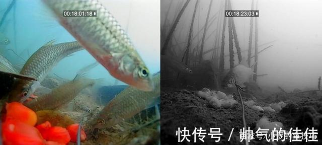 初冬季节,白天好钓鱼还是晚上好钓鱼