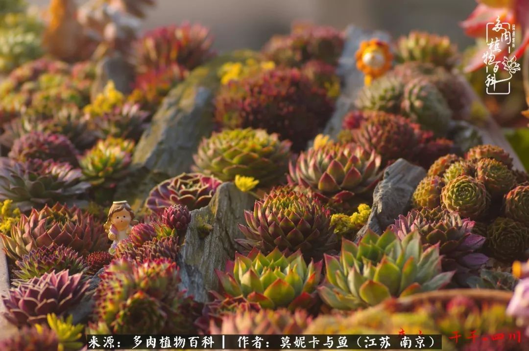 这多肉拼盘这么仙！如何制作达人手把手教你制作长生草拼盘！