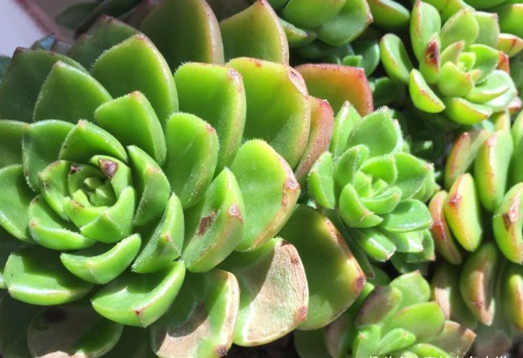 多肉|多肉蒂亚徒长夏天也能砍头,但要注意这四个细节才能成功爆侧芽