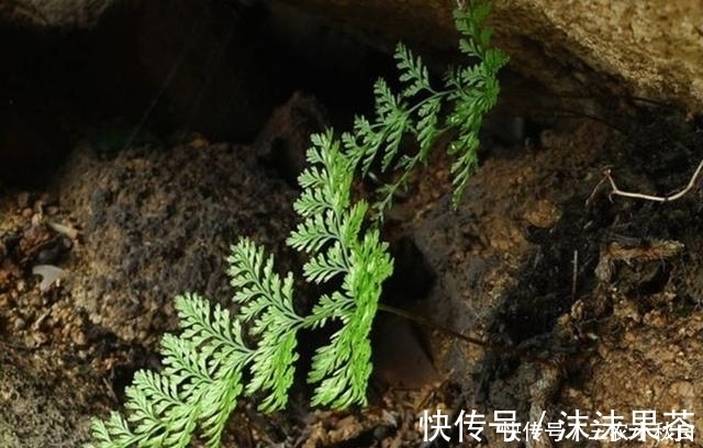 药材|农村这种野草没人要,不知是珍贵“骨碎补”,现在一斤能卖10元