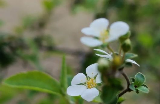 结香、茶花、喷雪花……醉白春色如此撩人，还不快来！专属免票福利