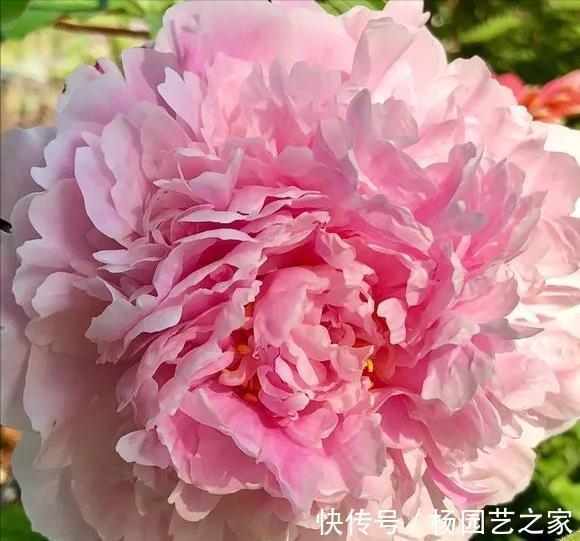 芍药|6种漂亮花,花比拳头大,家里养一棵,富贵自然来