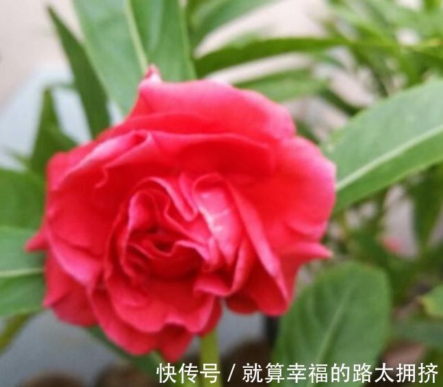 4种花被称“有钱花”，财运、福运滚滚来，不易生病好养护