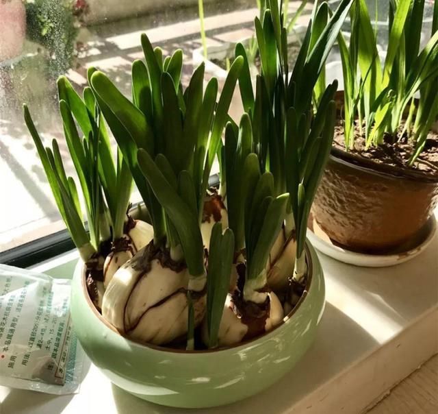 别让这花长太高，小心变成“韭菜”，再也不开花