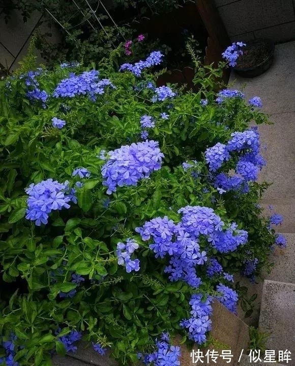 2种花不怕热,越热越开花,一开200多天,现在种1个月就开爆!