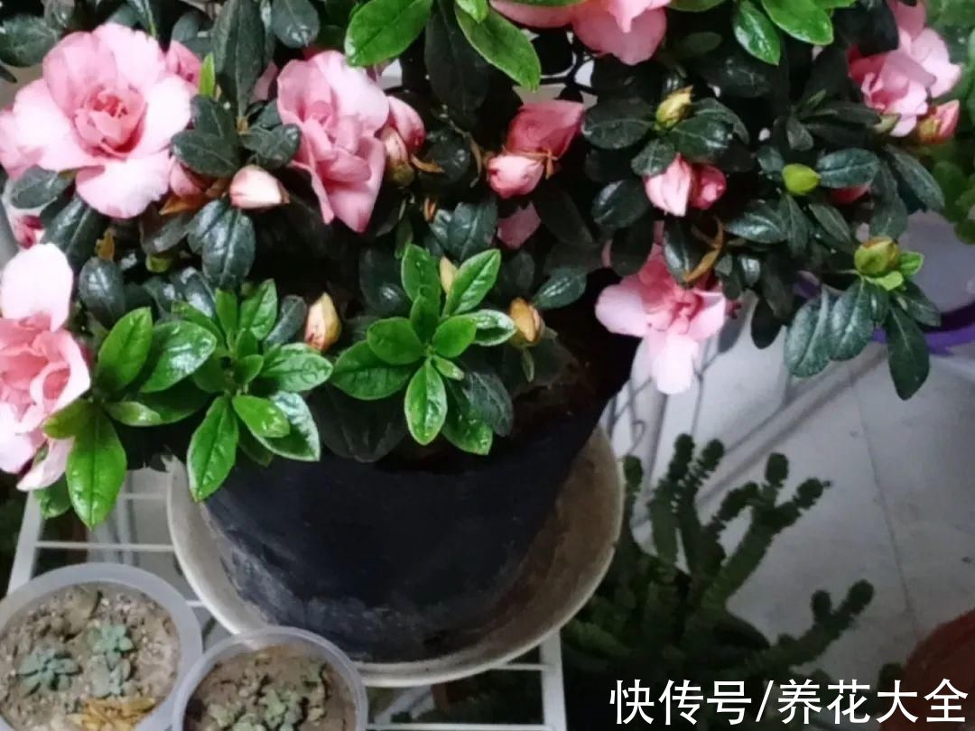 10种“怕晒花”,越晒死越快,半阴地儿反倒长得旺