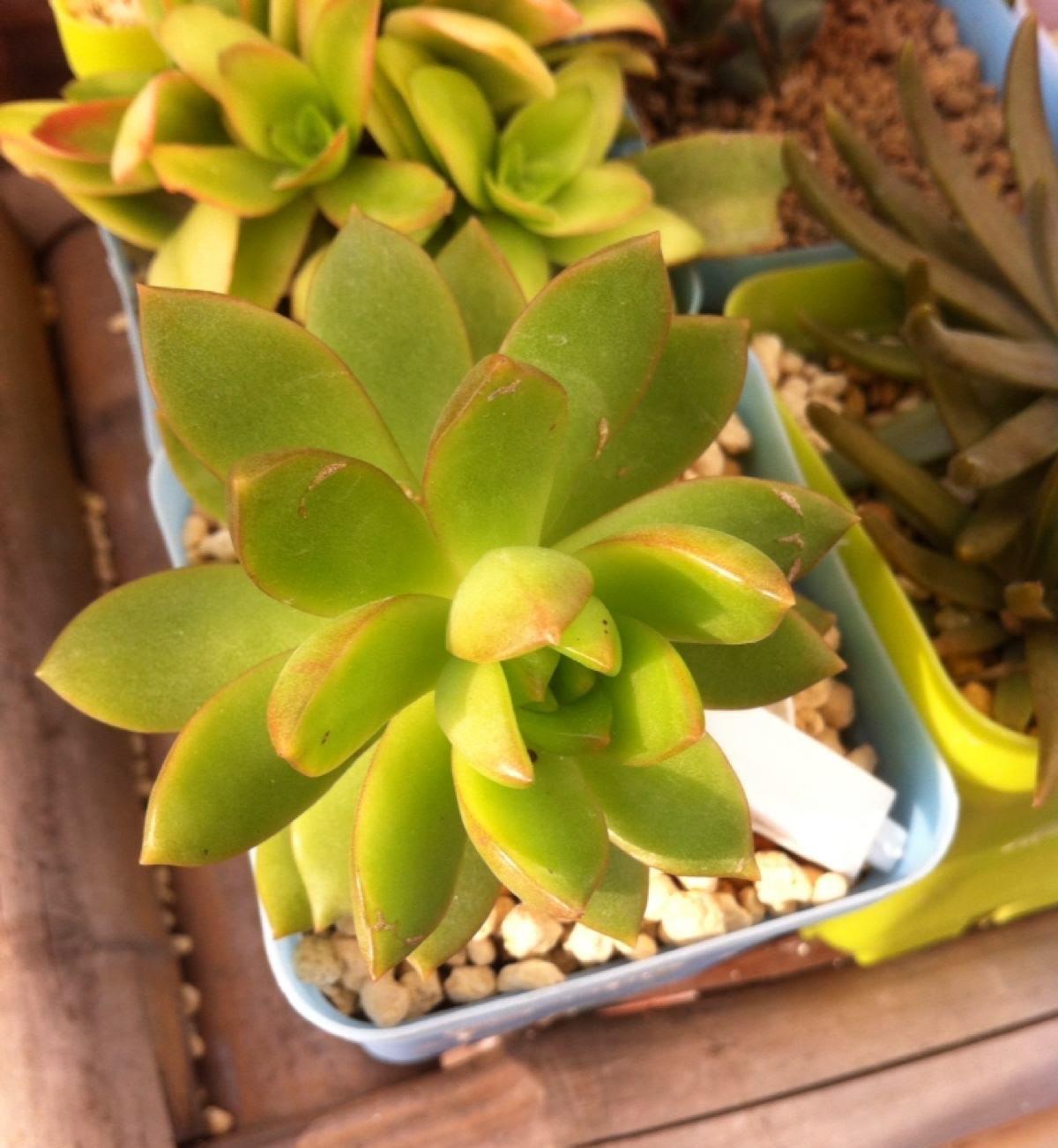 让黄丽矮矮壮壮,颜色呈橘黄色,别忘这“两步”,变更美了