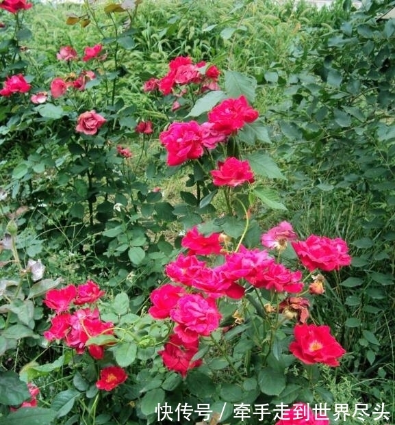 四季|月季不开花?教你“3法”,给它“摘心剪发”,四季开花年年爆盆