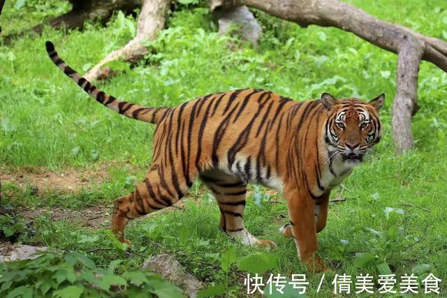 老虎&神农架相传出现过“过山黄”，体型在老虎之上，以山间百兽为食