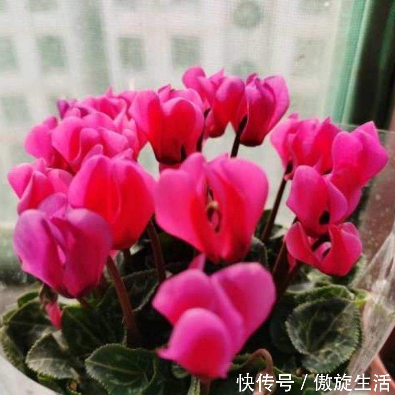 多菌灵|养花一定要知道的事!掌握正确通风方法,家里植物长得好