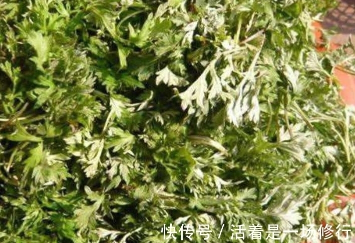 白蒿|这野菜摘下来直接就能吃，农户称它“护肝草”，过了4月份没得吃