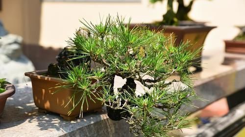 小诀窍|养花的9个小诀窍,养花时,使用这些诀窍,帮助你成为养花高手