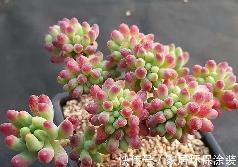 老花匠养的多肉乙女心,长成果冻小老桩,只是做好了这5点