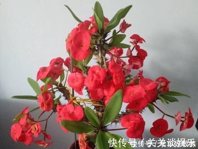 五色梅|懂花的人,都不在客厅养“5种花”,会被人笑话,家里有的快处理!