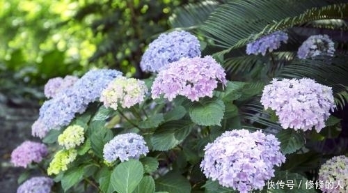 这种在盛夏开放的野花,不仅长得漂亮,还是治疗肺热咳嗽的良药