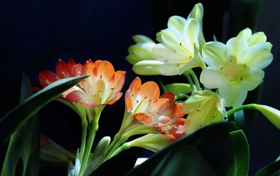 养茶花、君子兰，用上3种“酸酸汤”，盆土疏松，花开爆盆