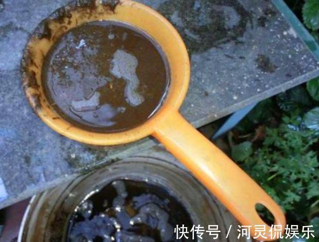 陶粒|这3种“黑石头”,往盆里丢一点,养啥花都旺