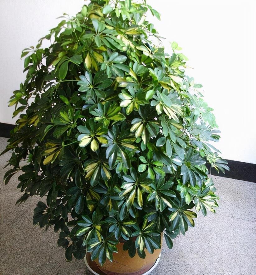 家养鸭脚木，学会一招，越养越多越养越旺，净化空气又美观