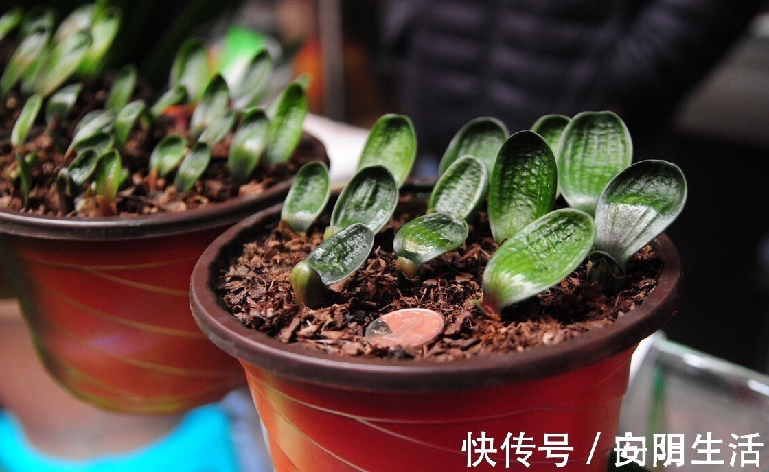 浇水|君子兰害怕五件事，新手经常犯，难怪越养越糟糕
