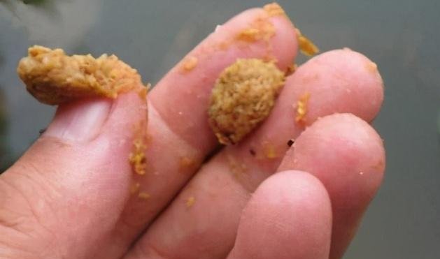 如何搓饵可以帮你钓鲫满满？小小搓饵，有大大的学问