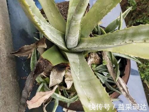 低于5度，6种花一整个冬天不浇水，也能照样活！