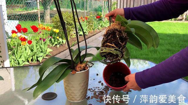 花盆|蝴蝶兰开败了?丢了就是扔钱,3个要点做好,来年蝴蝶花满屋