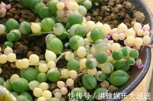 多肉植物|碰到这几种情况，多肉别浇水了！多浇一点就死翘翘