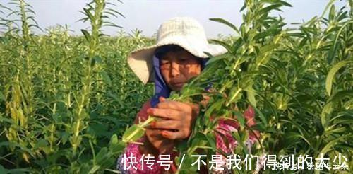 芝麻叶|这道菜,很多人只吃种子,其实叶子就是宝贝,20斤供不应求