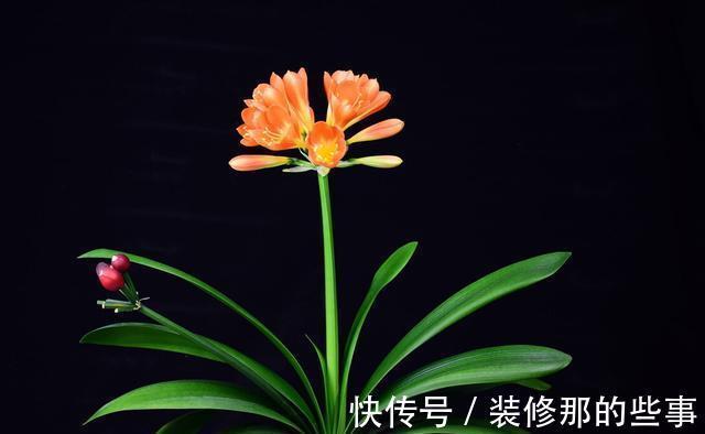 休眠期|夏季养殖君子兰，环境不同，浇水方式不一样，可别做错了