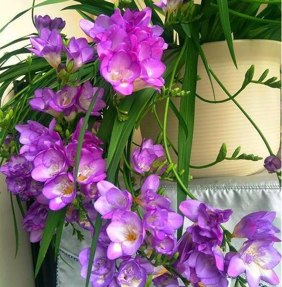 香雪兰|闺蜜到我家,发现一种花,爱上了它,15元买一盆,那叫一个“香”