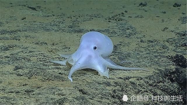 宇宙 章鱼并非地球生物,它来自外来星球我们早就误解它了