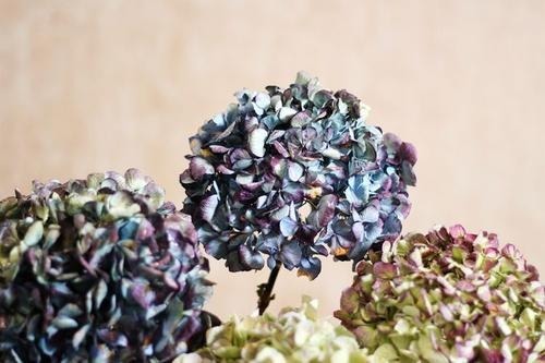 七夕收到的鲜花,看几天就败教你3招,放一年都没事!