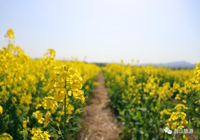 春游江淮请你来｜油菜花田里遇见非遗古陶