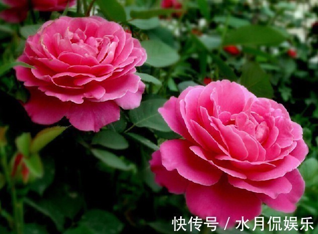 3种花“最勤快”,年年开花“不停歇”,沾土就“旺”,1盆抵1