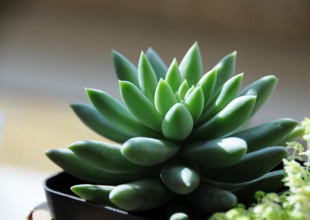 夏天养多肉,除了浇水、光照,有“一点”更重要,叶片美、状态好