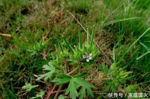 风湿病|不起眼的野草，是风湿疾病良药！仅一味药搞定风湿麻痹，跌打损伤