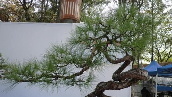 关键|树桩盆景养护心得,造型、浇水、换盆这5点最关键