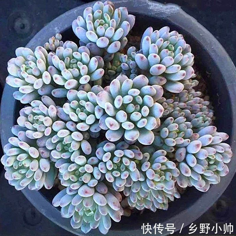 小帅|这些蓝色系多肉,简直像天使身边的小精灵,太美了