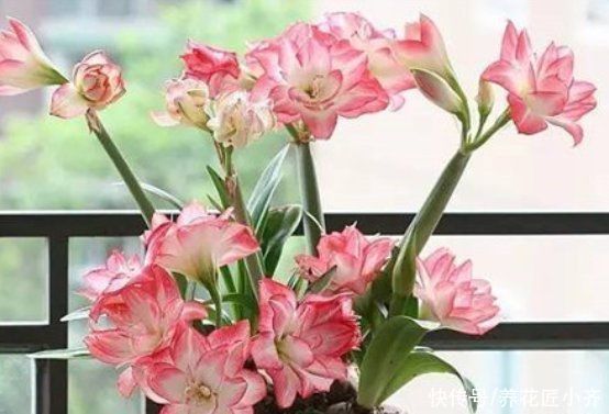 会长|朱顶红栽种有2种方法,一种让球长大开花多,一种可以长一圈小球