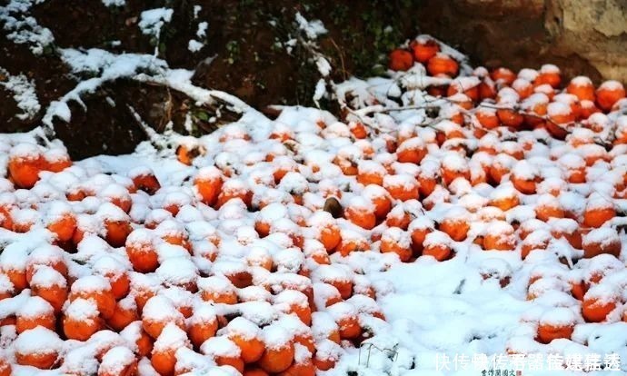 柿饼|一方水土：这条沟的柿子一直不摘，雪打红柿特别美