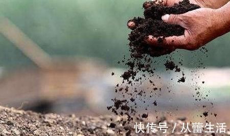 养花土里加点料,肥的流油,从来不板结,开花太猛了
