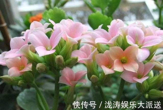 浇花|此种“开花水”，浇花很灵，花苞呼呼冒出来，比激素还管用！