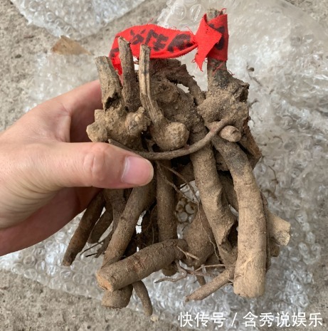 风信子|懒人适合养什么花，浇水少，不挑土，它比人还懒！